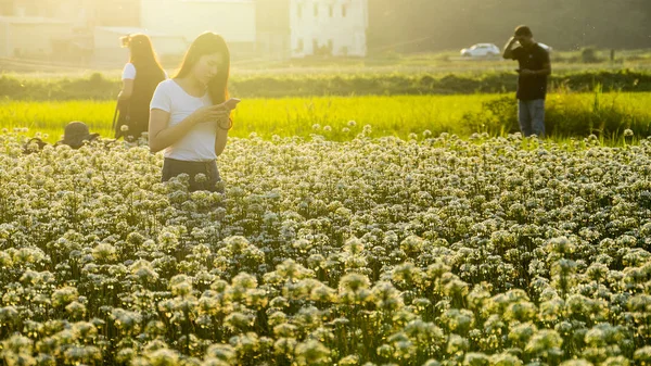 Sonbahardan önce güzel Daxi pırasa çiçek içine Eylül