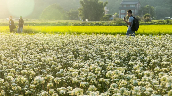 Sonbahardan önce güzel Daxi pırasa çiçek içine Eylül