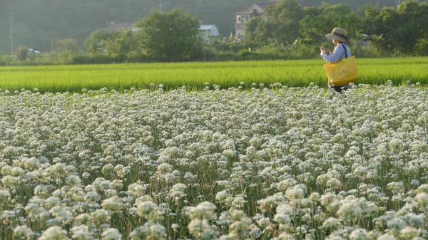 Sonbahardan önce güzel Daxi pırasa çiçek içine Eylül