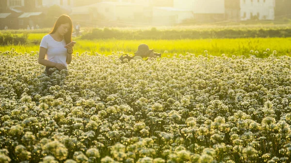 Sonbahardan önce güzel Daxi pırasa çiçek içine Eylül
