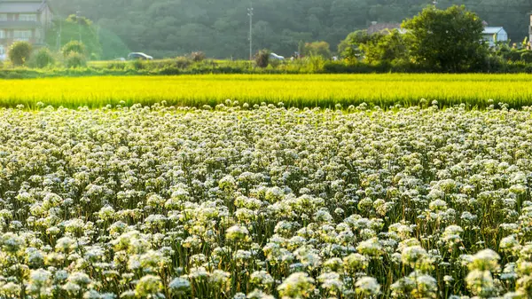 Sonbahardan önce güzel Daxi pırasa çiçek içine Eylül