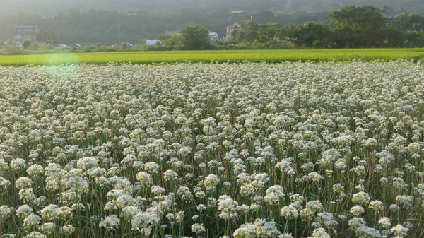 Sonbahardan önce güzel Daxi pırasa çiçek içine Eylül