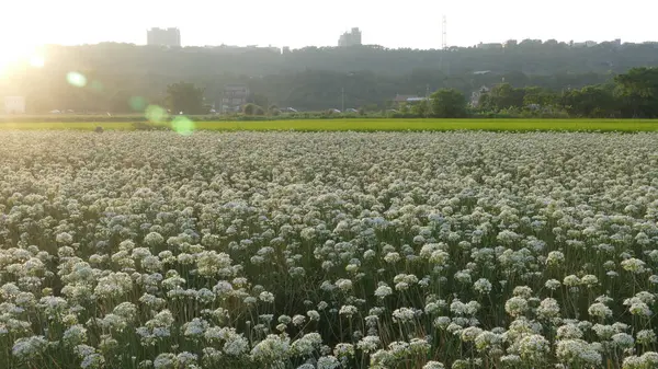 Sonbahardan önce güzel Daxi pırasa çiçek içine Eylül