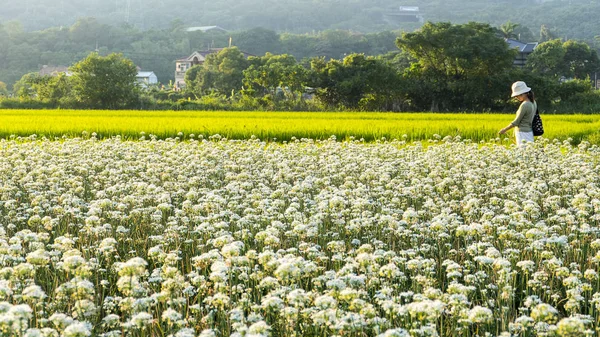 Sonbahardan önce güzel Daxi pırasa çiçek içine Eylül