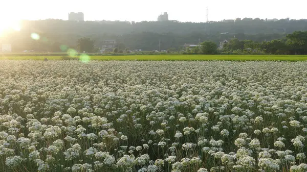 Sonbahardan önce güzel Daxi pırasa çiçek içine Eylül
