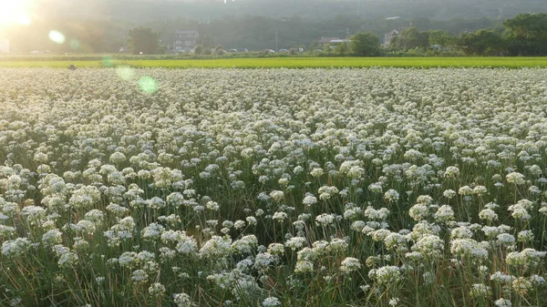 Sonbahardan önce güzel Daxi pırasa çiçek içine Eylül