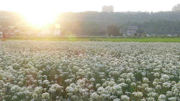 Sonbahardan önce güzel Daxi pırasa çiçek içine Eylül