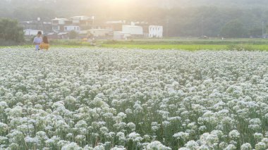 Sonbahardan önce güzel Daxi pırasa çiçek içine Eylül
