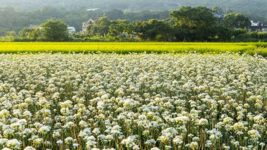 Sonbahardan önce güzel Daxi pırasa çiçek içine Eylül