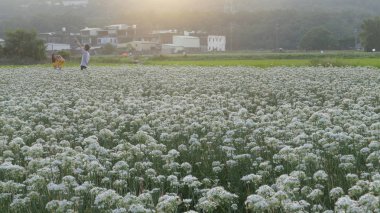 Sonbahardan önce güzel Daxi pırasa çiçek içine Eylül