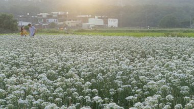 Sonbahardan önce güzel Daxi pırasa çiçek içine Eylül