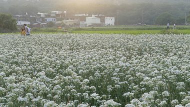 Sonbahardan önce güzel Daxi pırasa çiçek içine Eylül