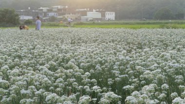 Sonbahardan önce güzel Daxi pırasa çiçek içine Eylül
