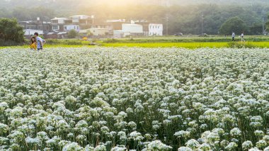 Sonbahardan önce güzel Daxi pırasa çiçek içine Eylül