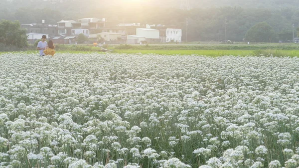 Sonbahardan önce güzel Daxi pırasa çiçek içine Eylül