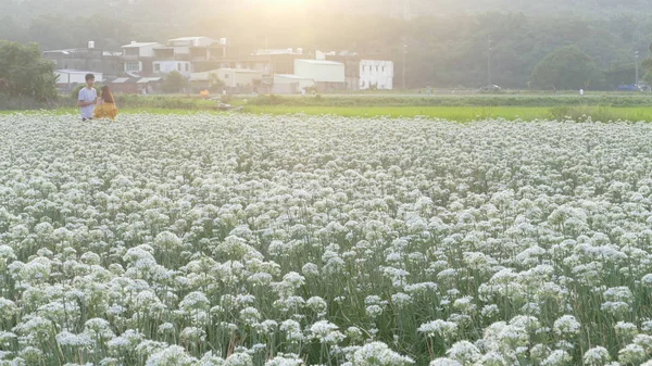 September bis in den Herbst vor den schönen Daxi-Lauch-Blüten — Stockfoto