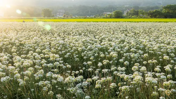 Sonbahardan önce güzel Daxi pırasa çiçek içine Eylül