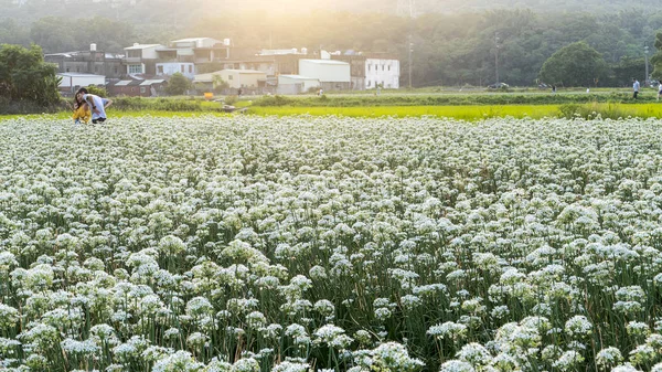 Sonbahardan önce güzel Daxi pırasa çiçek içine Eylül