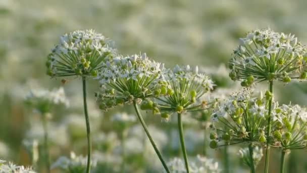 September in på hösten innan den vackra Daxi purjolök blommor, Taiwan — Stockvideo