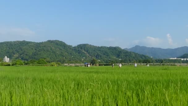 美丽的稻田地方与美丽的绿色背景颜色 — 图库视频影像