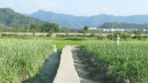 Schöner Reisplatz mit schöner grüner Hintergrundfarbe — Stockvideo