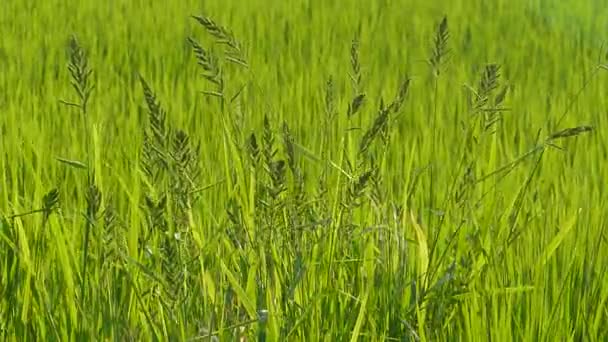 Bel endroit paddy avec belle couleur de fond vert — Video