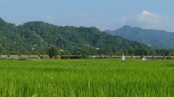 美しい大渓葱花、台湾の前に秋に 9 月 — ストック動画