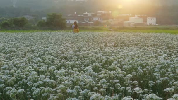 เดือนกันยายนเข้าสู่ฤดูใบไม้ร่วงก่อนดอกไม้ที่สวยงามของ Daxi Leek, ไต้หวัน — วีดีโอสต็อก