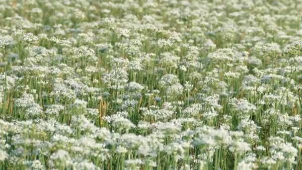 September in på hösten innan den vackra Daxi purjolök blommor, Taiwan — Stockvideo