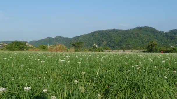 Вересня до осені перед красиві квіти цибулю-порей Daxi, Тайвань — стокове відео