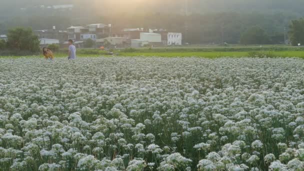 Вересня до осені перед красиві квіти цибулю-порей Daxi, Тайвань — стокове відео