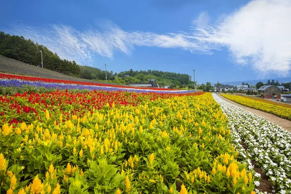 Hokkaido deniz alanları, Japonya, her yaz aylarında güzel çiçekler — Stok fotoğraf