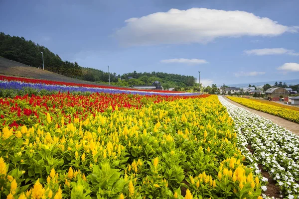 Hokkaido sea fields, Japan, beautiful flowers in the summer each