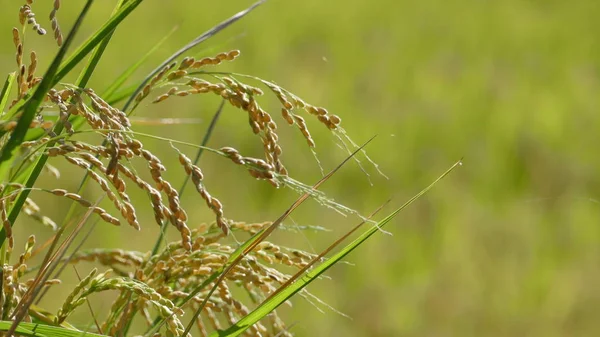 Rijst in de landbouw met mooie achtergrondkleur — Stockfoto