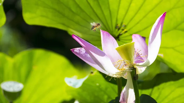 Lótus rosa com folhas verdes agradáveis cor de fundo — Fotografia de Stock