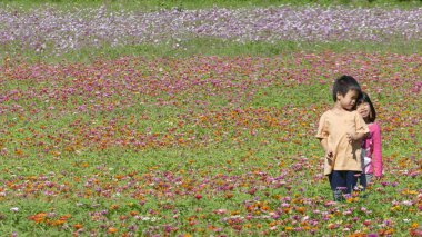 Çiçek Bahçesi çok güzel hava için arka plan ile