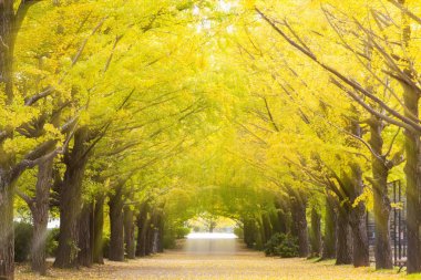 Ginkgo yaprağı sarı renk sonbahar mevsiminde Japonya