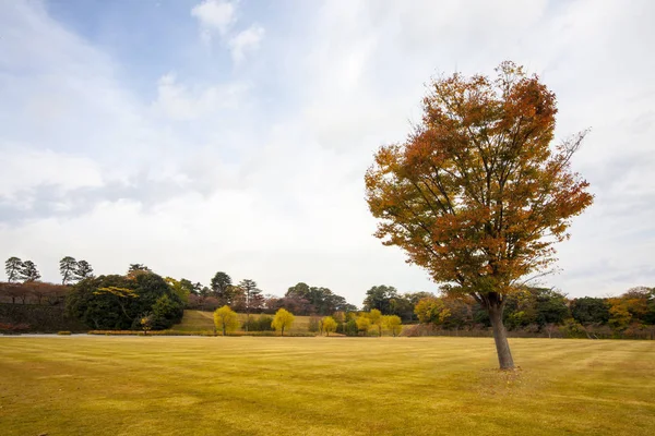 Herbstbäume im Park bei schönem sonnigen Herbstwetter — Stockfoto
