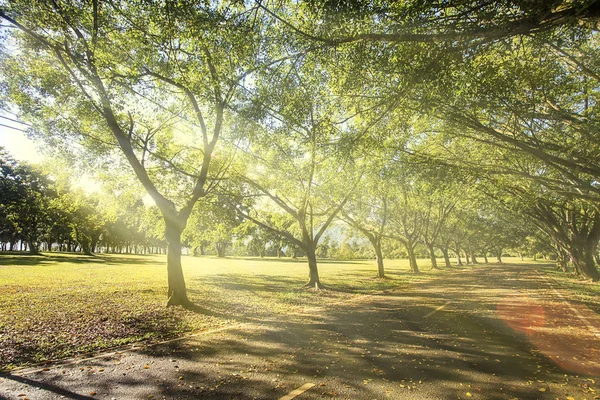 Heller Sonnenuntergang über grünem Feld, Taiwan — Stockfoto