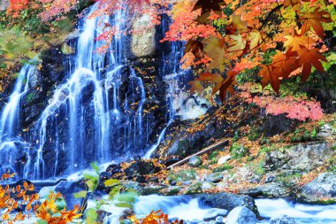 Güzel sonbahar yaprakları ve gökyüzü arka plan Sonbahar sezonu