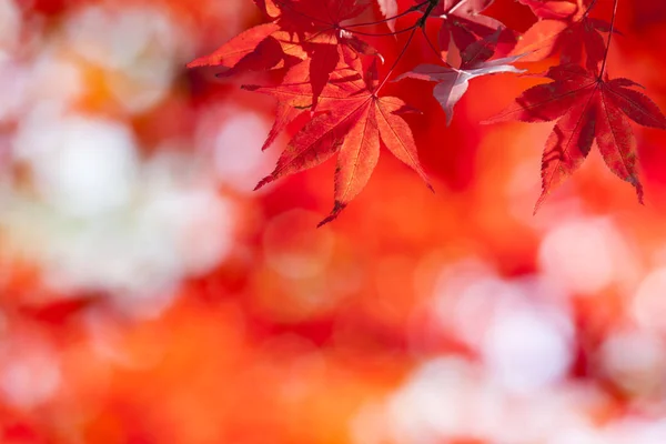 Beautiful autumn leaves and sky background in fall season — Stock Photo, Image