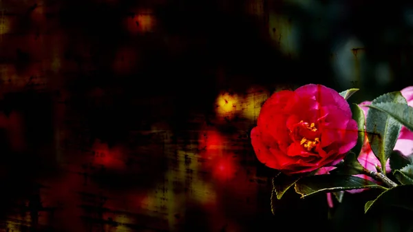 ツバキの花のクローズ アップ — ストック写真