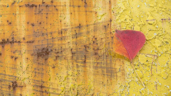 Sheet of the old scrach wall with orange leaves — Stock Photo, Image