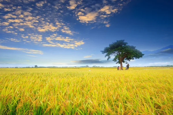 De mooiste weg van Bolang Dadao, Taiwan, Taitung, Taiwan — Stockfoto