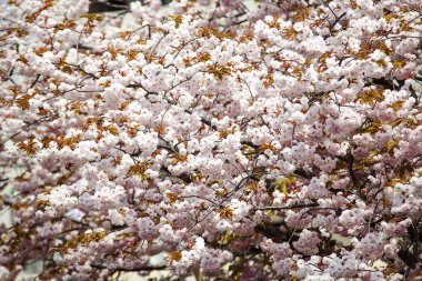 Güzel arka plan ile çiçek açan kiraz çiçeği, pembe çiçekler