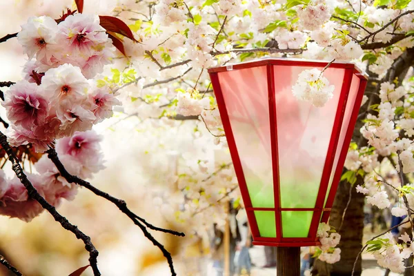 Kersenbloesem, roze bloemen in bloei met mooie achtergrond — Stockfoto