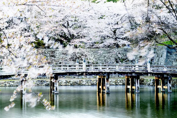 Cherry blossom, pink flowers in blooming with nice background — Stock Photo, Image