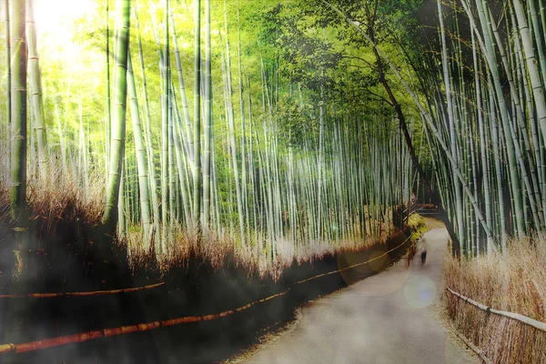 Bella foresta di bambù a Kyoto Giappone . — Foto Stock