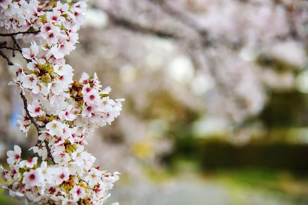 Cherry blossom, pink flowers in blooming with nice background — Stock Photo, Image