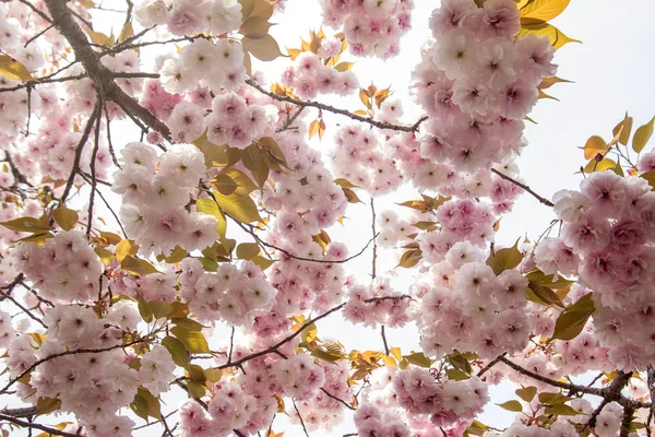 Flor de cerejeira, flores rosa em flor com fundo agradável — Fotografia de Stock